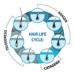 Illustration represents the life cycle of hair. Ideal for institutional and educational materials