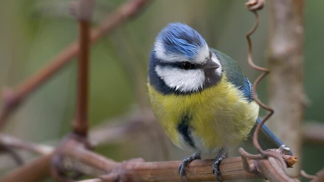 Wildlife - birds. Eurasian blue tit (Cyanistes) live in all kinds of woodlands, forests, parks, gardens and bushes. They feed on plant seeds and insects.