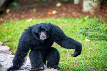The siamang (Symphalangus syndactylus) is the largest gibbon species, found in the rainforests of Southeast Asia. Known for its 