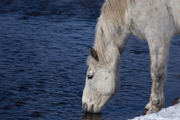 A graceful white horse drinks from a calm river under the clear winter sun.