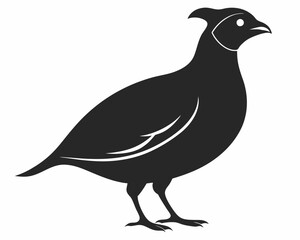 Silhouette of Quail Bird on White Background
