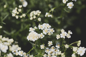 White wildflowers blooming in a natural green meadow. Close-up botanical photography.