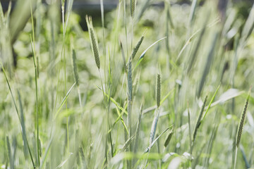 Green wheat stalks under sunlight in a field, highlighting their fresh textures and vibrant natural beauty.