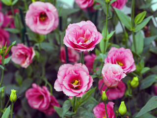 Flowers blooming in the garden in the morning