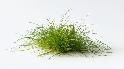 Bermuda Grass (Cynodon dactylon): A tuft of Bermuda grass with fine, narrow blades and a bright green color, set against a plain white background. 