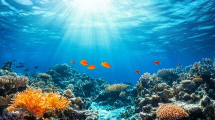 Fototapeta premium Pristine Marine Environment Under Natural Light