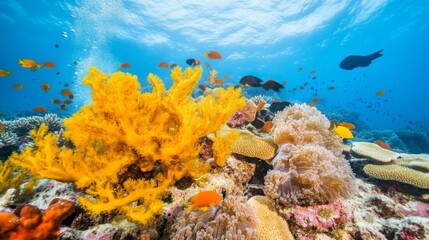 Vibrant Coral Reef with Diverse Marine Life