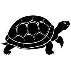 turtle illustration