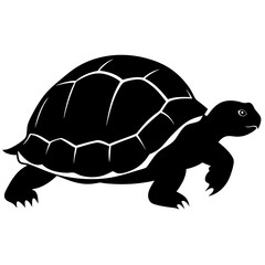 turtle on white background