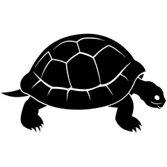 turtle on a white background