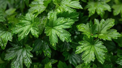 A close-up of fresh green leaves with morning dew, representing nature&acirc; purity and the blessings of renewal.
