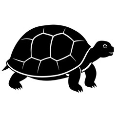 turtle illustration