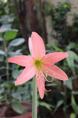 Fototapeta premium pink lily in the garden