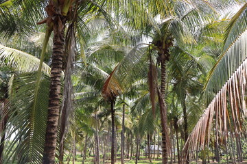 Naklejka premium palm tree in the zoo
