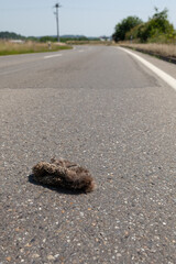 Überfahrener Igel liegt mitten auf der Strasse.