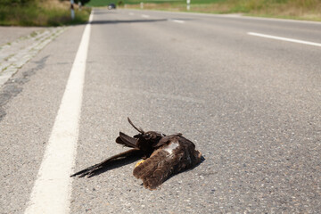 Überfahrener Bussard liegt mitten auf der Strasse.