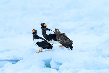 Stella's Sea Eagle and White-tailed Sea Eagle Perched on Ice Floe, Rausu, Hokkaido, Japan