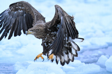 White-tailed Sea Eagle Descending Over Ice, Rausu, Hokkaido, Japan
