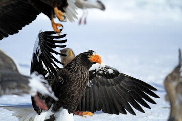 Steller's Sea Eagle Displaying Powerful Wings and Talons Above Sea Ice, Hokkaido, Japan