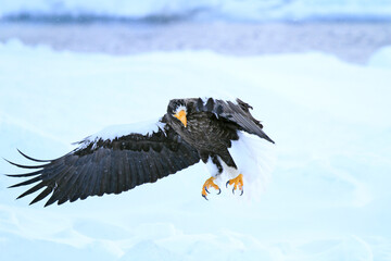 Steller's Sea Eagle Displaying Powerful Wings and Talons Above Sea Ice, Hokkaido, Japan