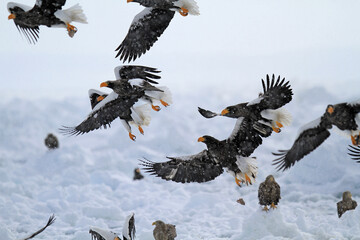 Flock of Steller's Sea Eagles in Flight, Rausu, Hokkaido, Japan