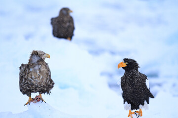Stella's Sea Eagle and White-tailed Sea Eagle Perched on Ice Floe, Rausu, Hokkaido, Japan