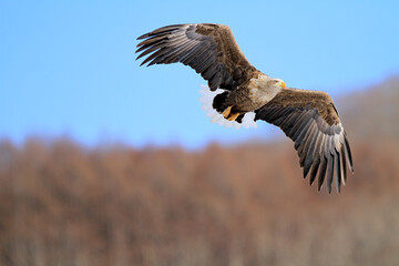 White-Tailed Eagle Soaring Gracefully in Clear Sky, Kushiro, Hokkaido, Japan