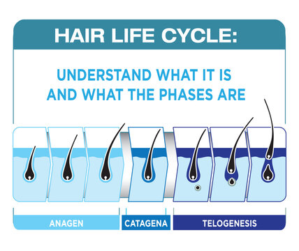 Illustration represents the life cycle of hair. Ideal for institutional and educational materials