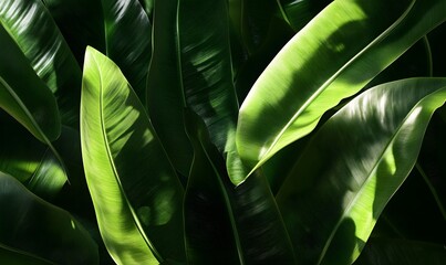 Lush green leaves with sunlight and shadows.