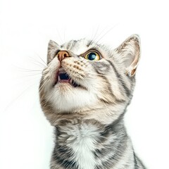 all kinds of animals