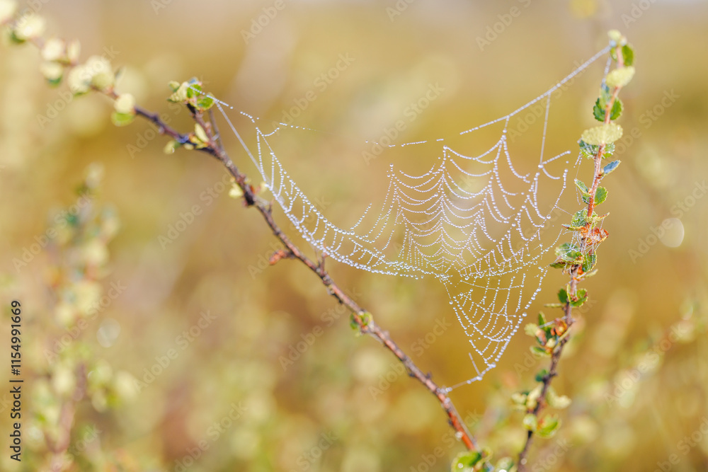 Wall mural closeup of wet spider web in a bog