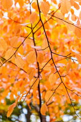 Autumn foliage on tall trees in a park