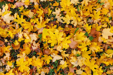 Colorful trees in a park at autumn