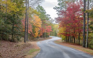 Obraz premium Serene Autumn Landscape with Curved Road Surrounded by Vibrant Fall Foliage and Tranquil Forest in Soft Natural Light