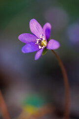 Closeup of anemone hepatica at spring