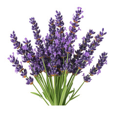 Obraz premium Fresh lavender flowers with green stems, isolated on transparent background