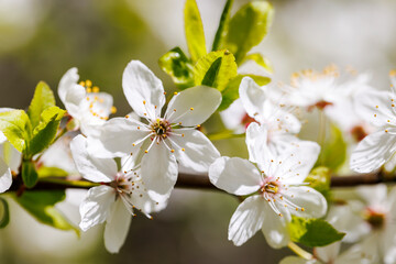 White blossoms on a tree branchs