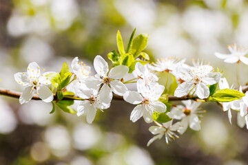 White blossoms on a tree branchs