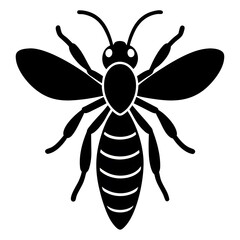 black and white beetle