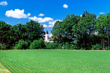 Naklejka premium 初夏の田んぼと白い塔（美瑛町）