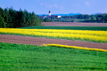 芥子菜と白い塔（美瑛町）