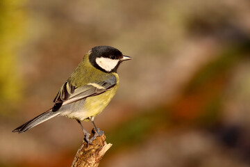 Obraz premium Great tit