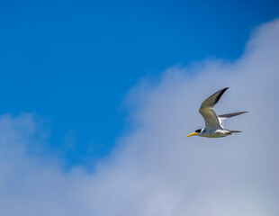 A large-billed tern (Phaetusa simplex) in flight.