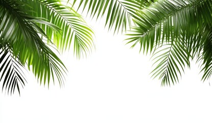 Fototapeta premium Lush green palm fronds isolated on white.