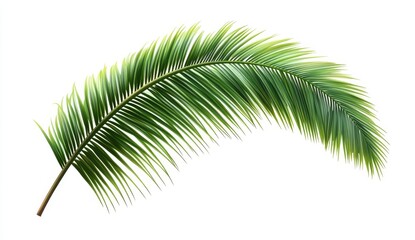 Obraz premium Single green palm frond isolated on white.
