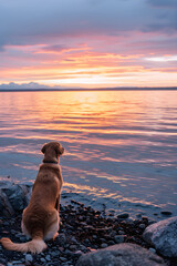 Contemplative Canine at Sunset Beach: A Peaceful Evening by the Water with a Dog's Reflective Gaze