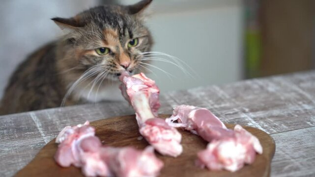 Cat eating raw meat turkey. Cute female kitty chewing on a large piece of raw meat in the kitchen. Concept for raw food diet for cats, dogs and pets or cats are carnivores. Selective focus.