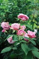Pink rose flower var. Floribunda Rose blooms. Medium sized flowers in clusters. Hybrid tea roses in garden. Floribunda rose, tea rose, bush