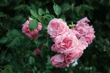 Fototapeta premium Pink rose flower var. Floribunda Rose blooms. Medium sized flowers in clusters. Hybrid tea roses in garden. Floribunda rose, tea rose, bush
