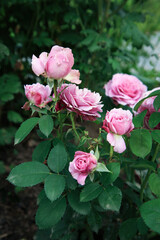 Pink rose flower var. Floribunda Rose blooms. Medium sized flowers in clusters. Hybrid tea roses in...